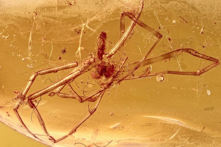 Fossil Spider (Araneae) Vestiges In Baltic Amber #278857